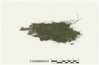 藏品(多枝苔屬)的圖片